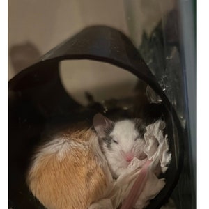 Mousy Entspannungsschlauch für Critters, Haustier Mäuse, Haustier Hamster, Lebensmitteltaugliche Kunststoffe, drei Saugröhrchen 7 Zoll lang