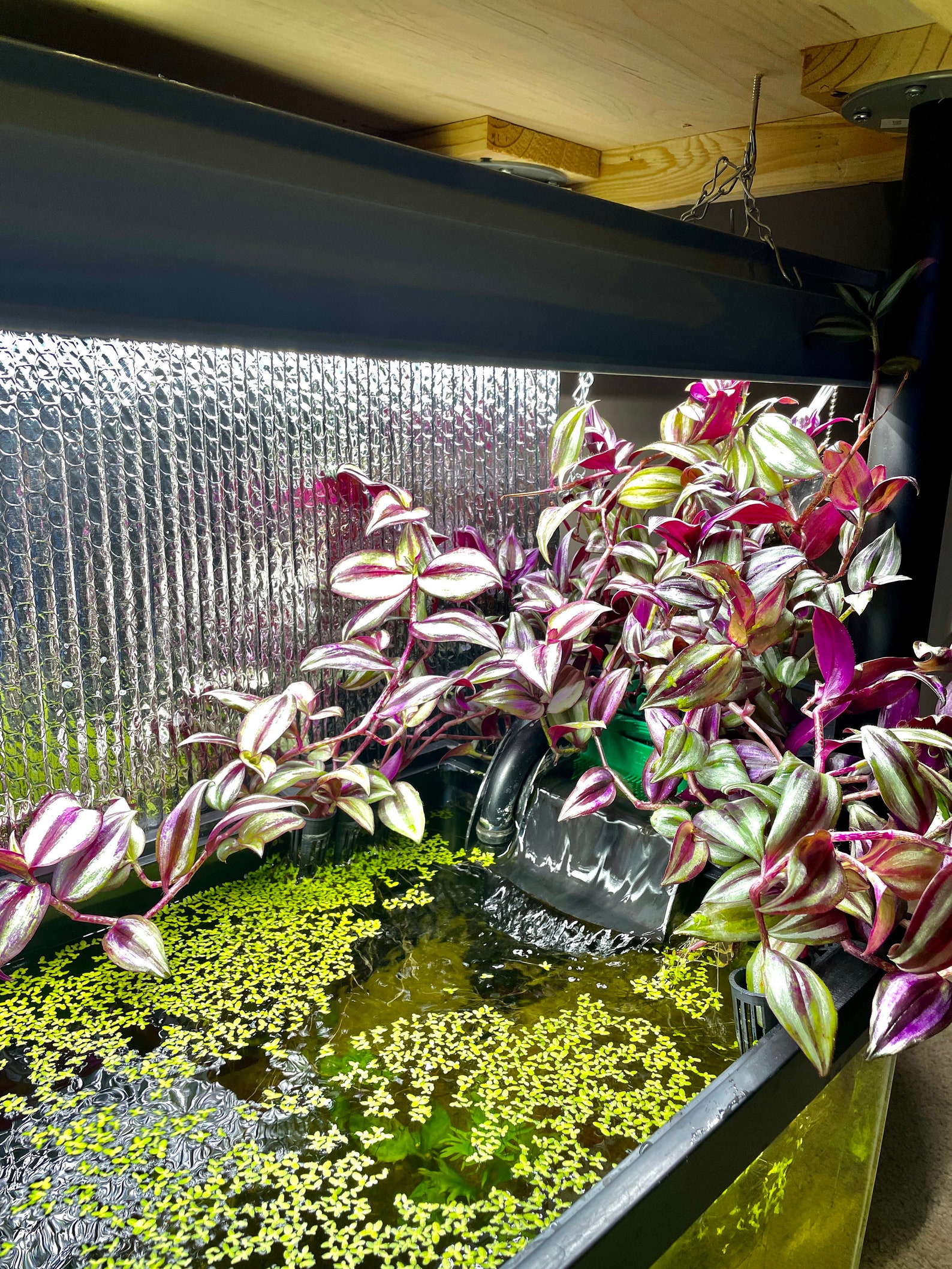 Pothos Holder Aquaponics Aquarium Wondering Dude and Many Etsy