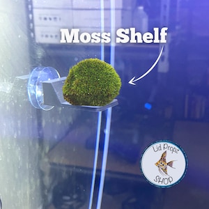 Moos Ball Halter: Aquarium Pflanzen RegalVersandkostenfrei!