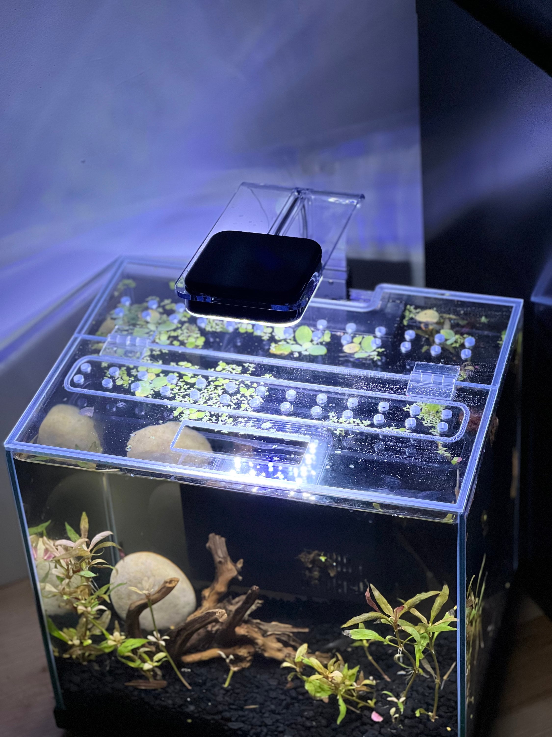 Cat proof betta fish tank 2025