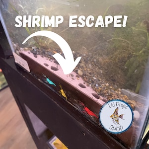 May include: A close-up of a shrimp escape, showing four shrimp escaping through holes in a tank lid. The shrimp are blue, yellow, and red. The lid has a sticker that says "Lid Propz Shop".