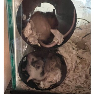 May include: Two small mice resting inside a stacked black plastic tube structure within a glass enclosure. The top mouse is brown and tan with a long tail, while the bottom mouse is white and gray. Both are surrounded by shredded paper bedding.
