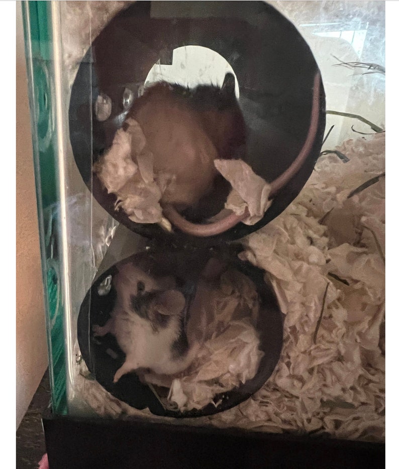 May include: Two small mice resting inside a stacked black plastic tube structure within a glass enclosure. The top mouse is brown and tan with a long tail, while the bottom mouse is white and gray. Both are surrounded by shredded paper bedding.
