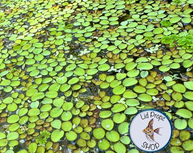 A Guide To Floating Aquarium Plants: Benefits And Care