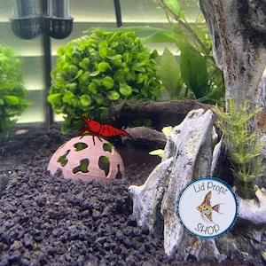 May include: A red shrimp sits on a pink and brown ceramic cave ornament in a planted aquarium. The aquarium also features a large rock formation and a green plant. A sticker with the text "Lid Propz Shop" is visible on the rock.