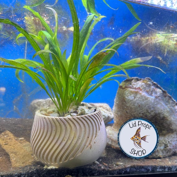 aglaonema anyamanee Aglaonema Anyamanee Care main image 1
