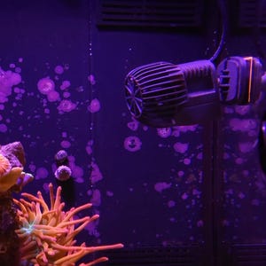 Pu&ograve; includere: Primo piano di una pompa dell'acqua viola e nera in un acquario di acqua salata. La pompa &egrave; montata sulla parete posteriore del serbatoio, e ci sono diversi coralli e anemoni in primo piano.