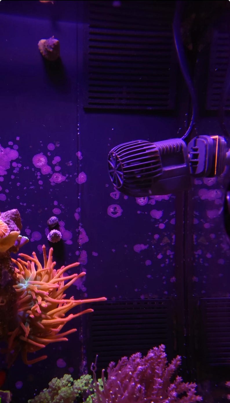 Pu&ograve; includere: Primo piano di una pompa dell'acqua viola e nera in un acquario di acqua salata. La pompa &egrave; montata sulla parete posteriore del serbatoio, e ci sono diversi coralli e anemoni in primo piano.