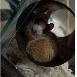 May include: A small mouse with white and brown fur curled up inside a black cylindrical tunnel. The mouse has large ears, a white face with dark markings around the eyes, and a fluffy brown body resting on white bedding inside a clear enclosure.
