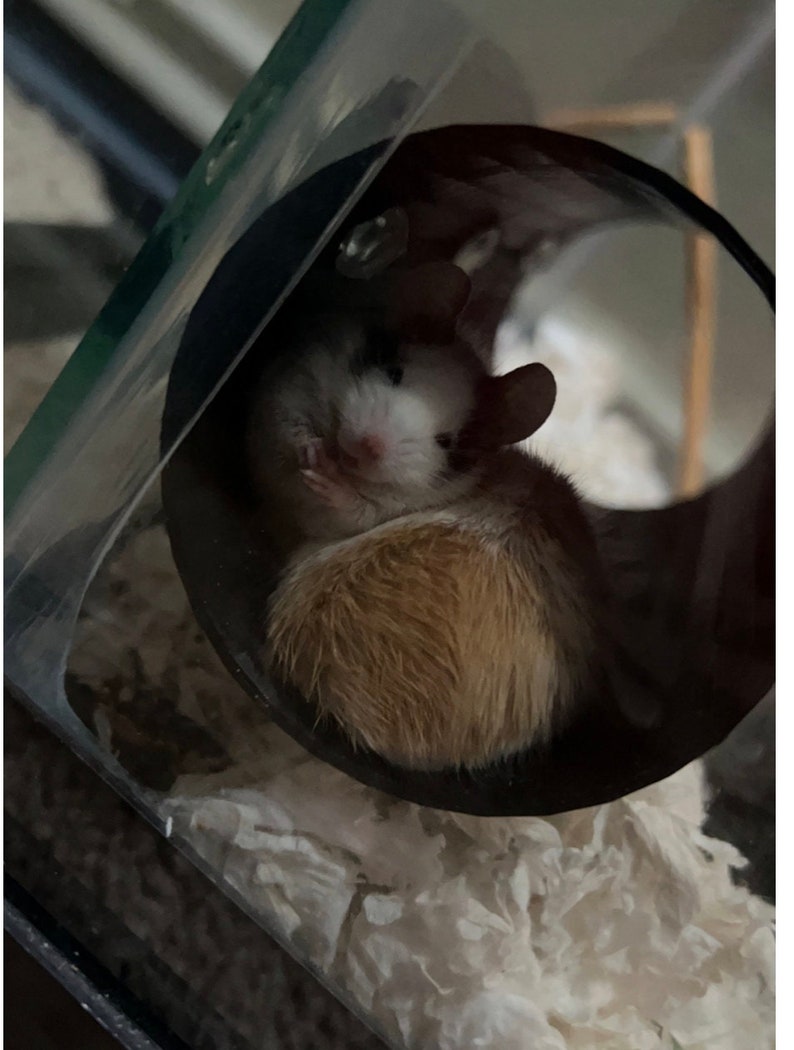 May include: A small mouse with white and brown fur curled up inside a black cylindrical tunnel. The mouse has large ears, a white face with dark markings around the eyes, and a fluffy brown body resting on white bedding inside a clear enclosure.