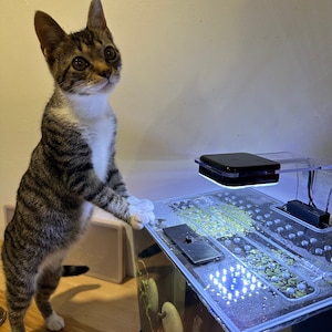 Cat proof fish 2025 bowl lid
