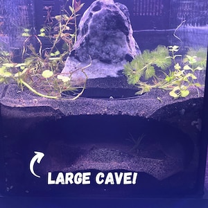 May include: A black aquarium with a large rock formation and green plants. The bottom of the tank is covered in black gravel. The text "LARGE CAVE!" is written on the bottom of the tank.
