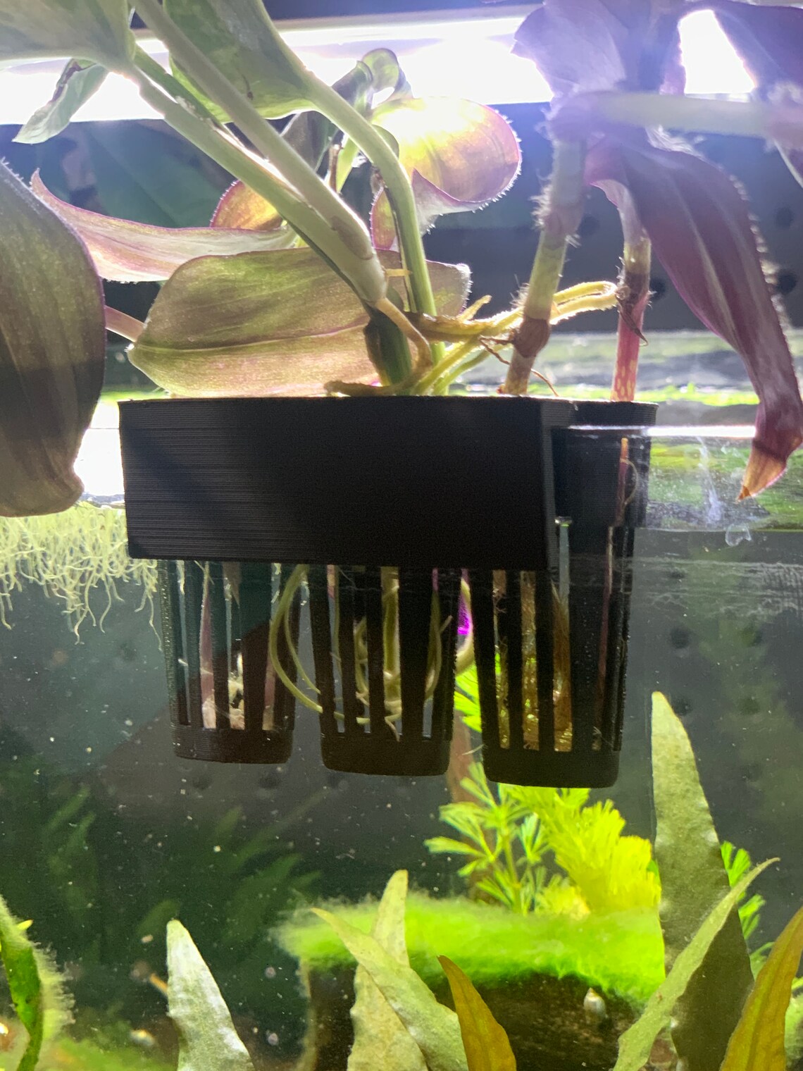 Aquaponics Aquarium Plant Holder Great for Pothos Wondering Etsy