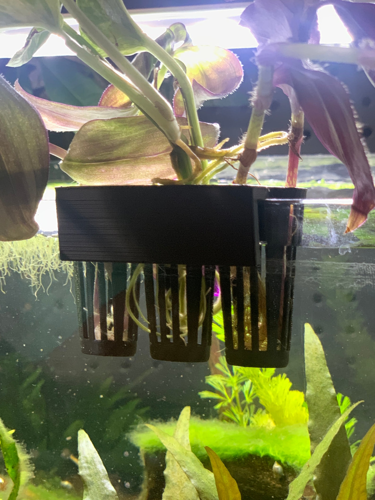 Aquaponics Aquarium Plant Holder Great for Pothos Wondering Etsy