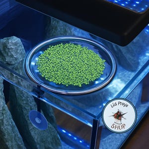 Puede incluir: Un plato de vidrio lleno de pequeños gránulos verdes, probablemente comida para peces, se encuentra dentro de un acuario de vidrio. El acuario tiene iluminación LED azul y un fondo de roca. Una pegatina con el texto "Lid Prøve SHOP" es visible.