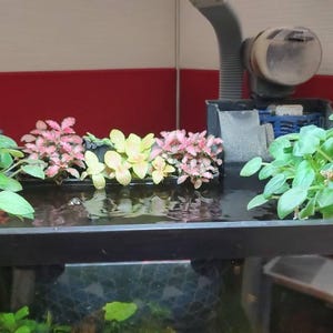 Pothos - Holder, CLIP ON, Aquaponics Aquarium, Wondering Dude, and many other plants. Nitrate Reducer!