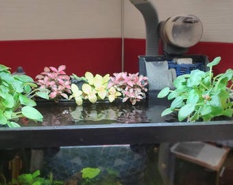 Pothos - Holder, CLIP ON, Aquaponics Aquarium, Wondering Dude, and many other plants. Nitrate Reducer!
