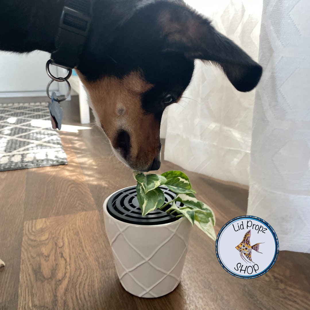 Plant dog water hot sale bowl
