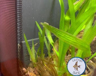 Juego de cubierta de entrada Fluval Flex/Evo: protector para alevines de camarones y peces¡ENVÍO GRATIS!