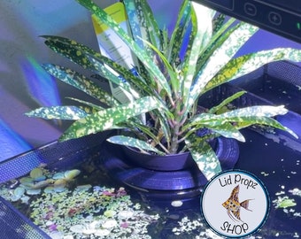 Plant Holder, Potted Plants, Aquaponics Aquarium, Wondering Dude, and many other plants. Nitrate Reducer!FREE SHIPPING!