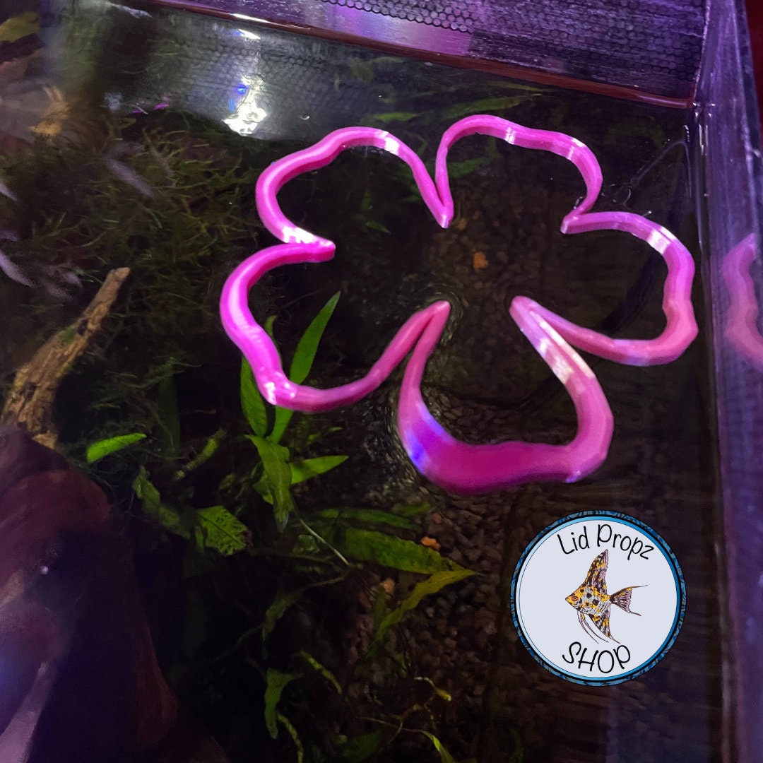 betta feeding ring