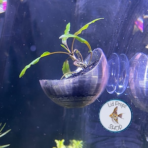 Può includere: Una piccola pianta in un vaso di plastica trasparente a forma di semisfera con una ventosa attaccata sul retro. Il vaso è attaccato a una superficie di vetro. La pianta è verde e ha poche foglie. La ventosa è trasparente e ha un anello nero intorno. Il testo "Lid Propz Shop" è su un adesivo blu e bianco con un pesce giallo e arancione.