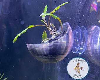 Pothos - Holder, Aquaponics Aquarium, Wondering Dude, and many other plants. Nitrate Reducer!FREE SHIPPING!