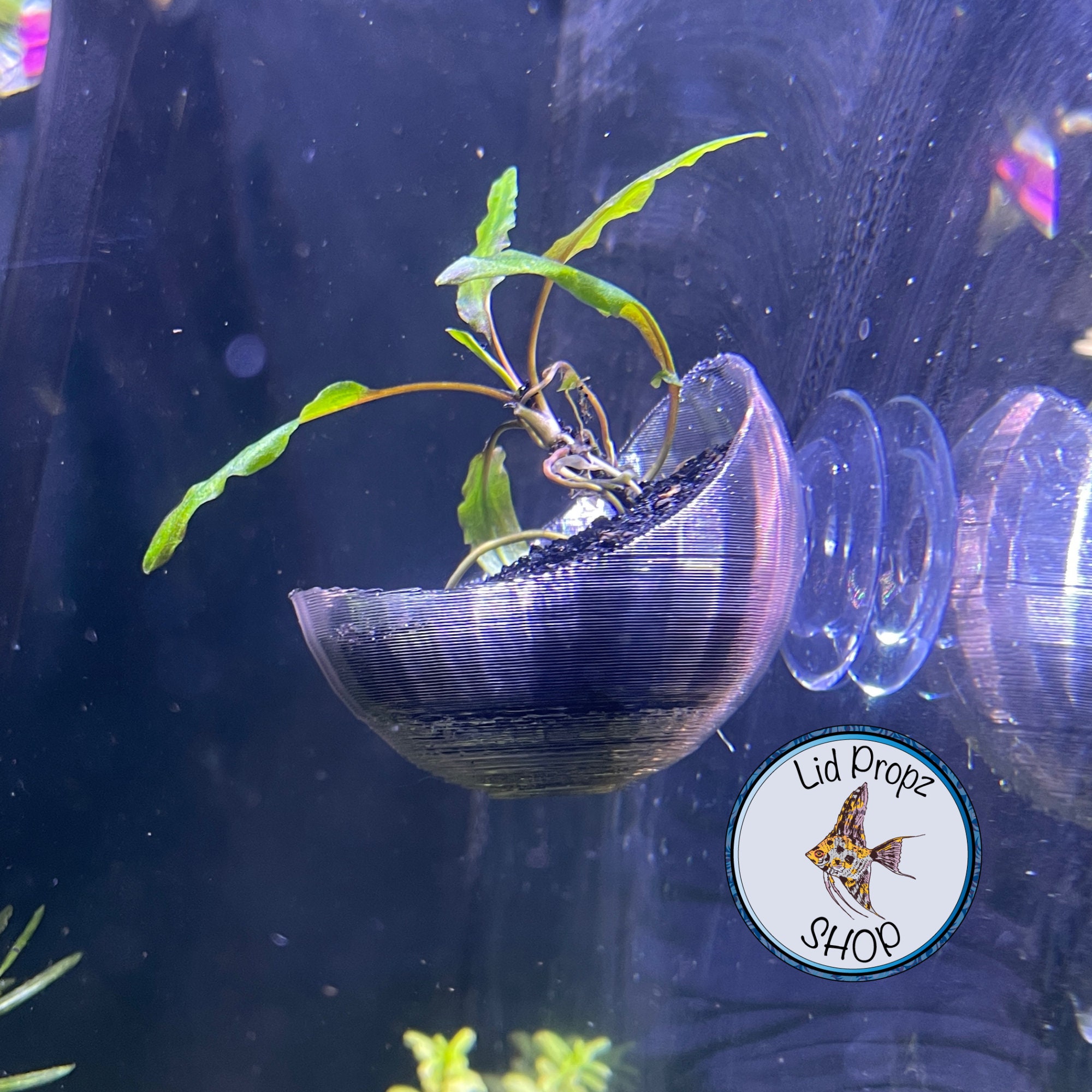 Aquatic plant holder - Etsy.de