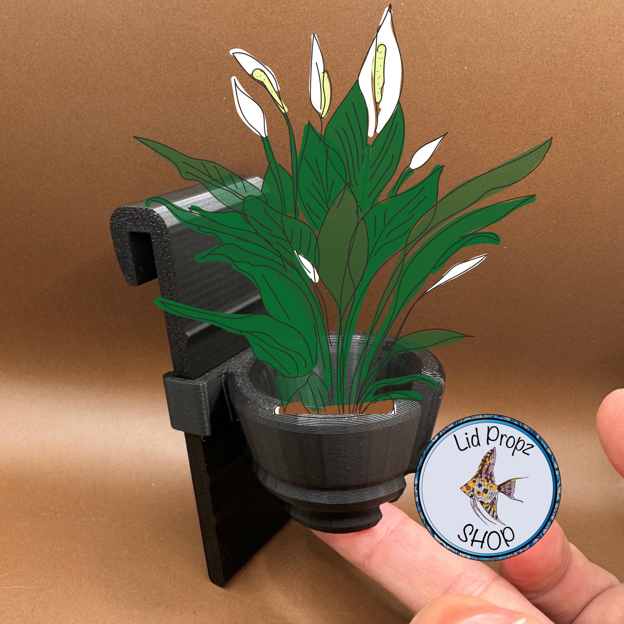 Peace Lily Aquarium Plant - Etsy