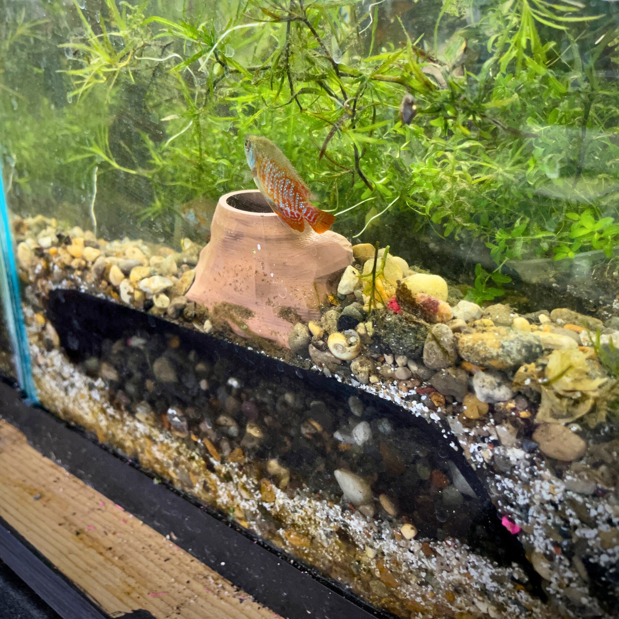 Garnalen - Tropische vissen - Aquariumvissen