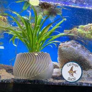 Puede incluir: Una planta verde con hojas largas y delgadas en una maceta de cerámica blanca con un patrón de espiral. La maceta está sentada sobre una superficie marrón frente a un fondo azul. Una pegatina blanca con el texto "Lid Propz Shop" y un pez ángel amarillo y negro está en el lado derecho de la imagen.