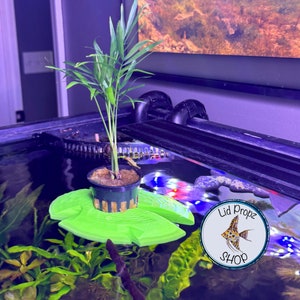 Puede incluir: Un soporte de planta de plástico verde con forma de nenúfar con una pequeña palmera en maceta en el centro. El soporte flota en un acuario con plantas verdes y un logotipo de pez blanco y negro que dice "Lid Propz Shop".