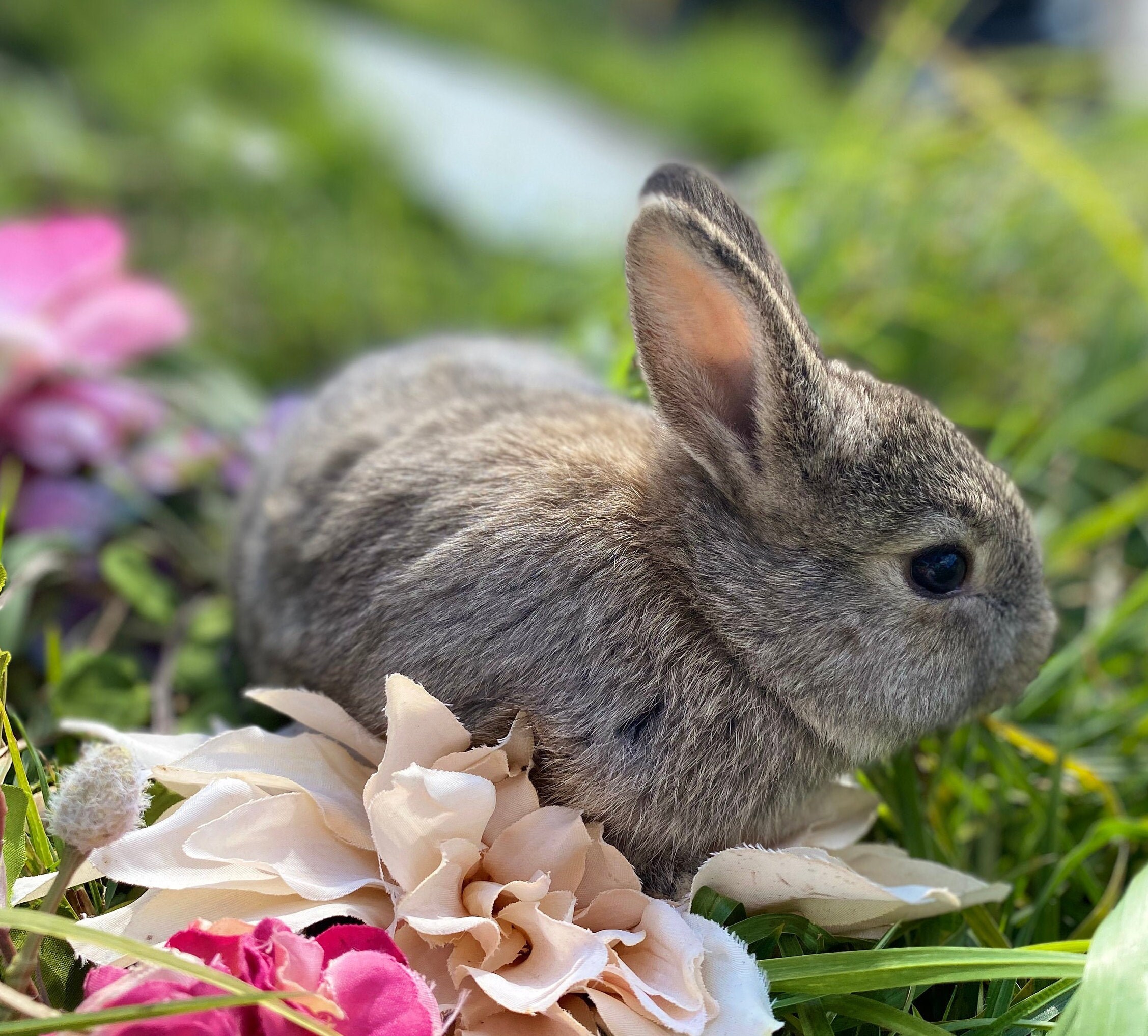 Baby Bunny Print Canada