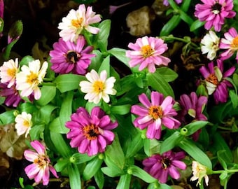 Blueberry Cream Zinnia Seeds | 100+ Seeds, Heirloom Flower Mix, Butterfly Garden, Bouquets
