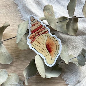 Könnte beinhalten: Ein Muschelschalen-Aufkleber mit detailliertem Design. Der Aufkleber zeigt eine spiralförmige Schale mit einem Creme- und Beigefarbschema, akzentuiert mit rotbraunen Details. Der Aufkleber ist weiß umrandet.