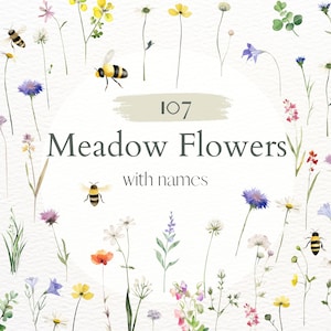 Flores do prado com nomes Clipart aquarela com fundo transparente, flores silvestres com nomes, inclui molduras e composições, 107 png