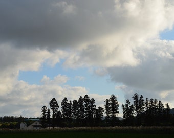 Cloud and Forest, Jeju island, South Korea, Instant Download, Printable Art Work, Digital Printable