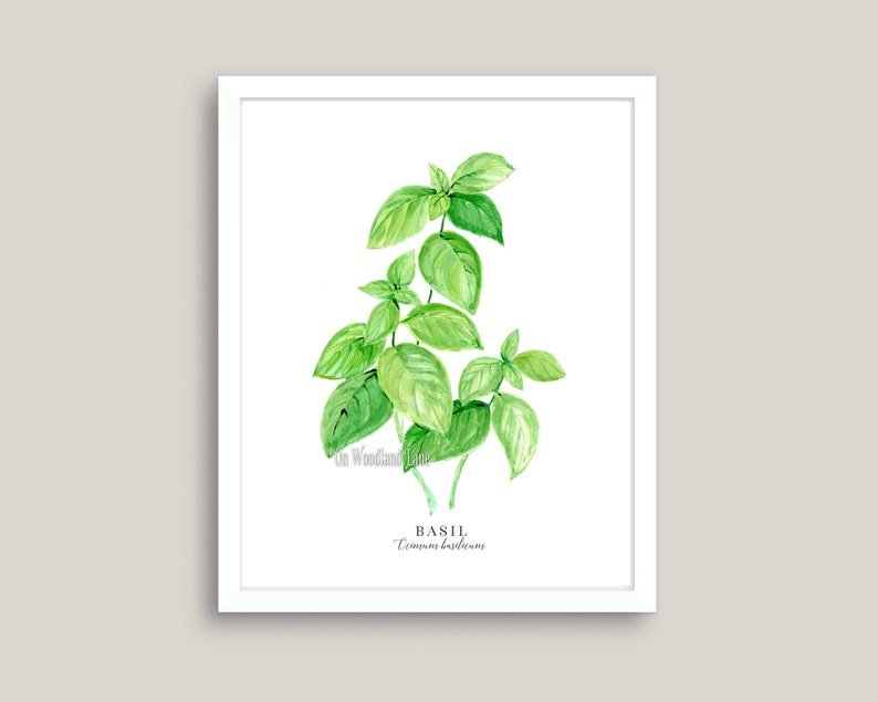 Basil 8 x 10 Printable image 1