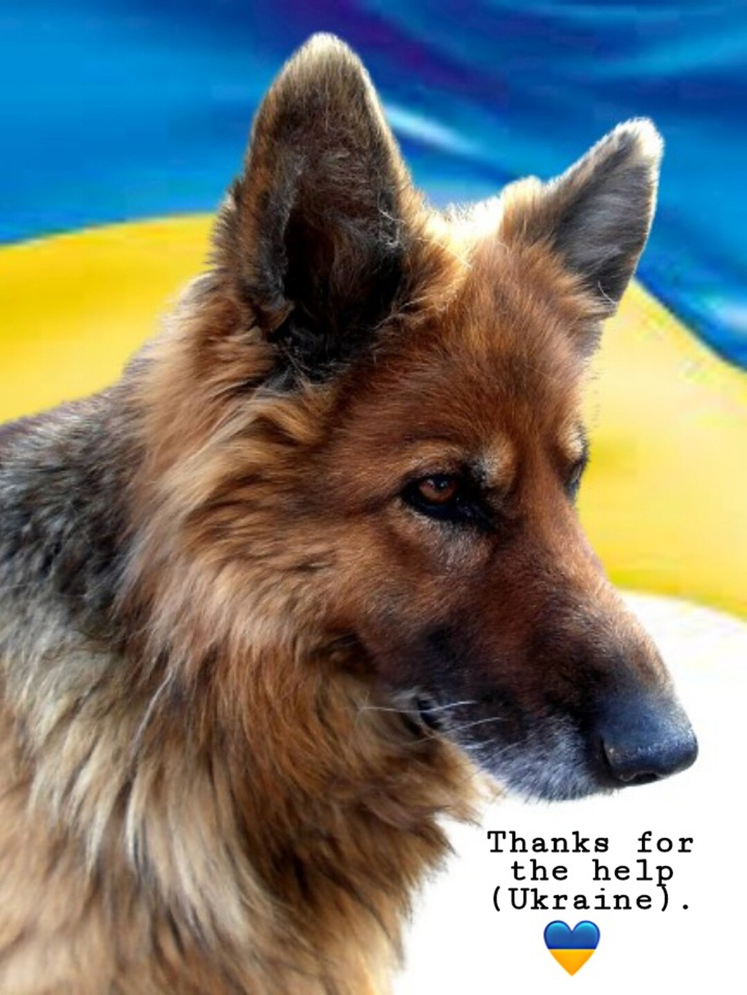 Buy Pet Food in Ukraine Feed the Animals of Ukraine Digital Etsy