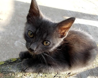 Feed the animals of Ukraine / Buy pet food in Ukraine / Digital goods / Animals / Graphics / PNG