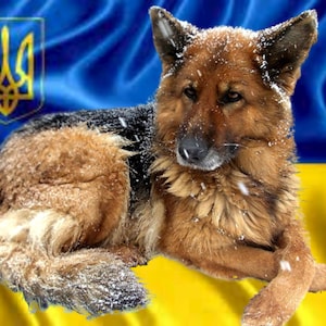 Nutri gli animali dell'Ucraina Acquista cibo per gli animali in Ucraina Beni digitali Animali Disegni dei bambini in Ucraina Grafica