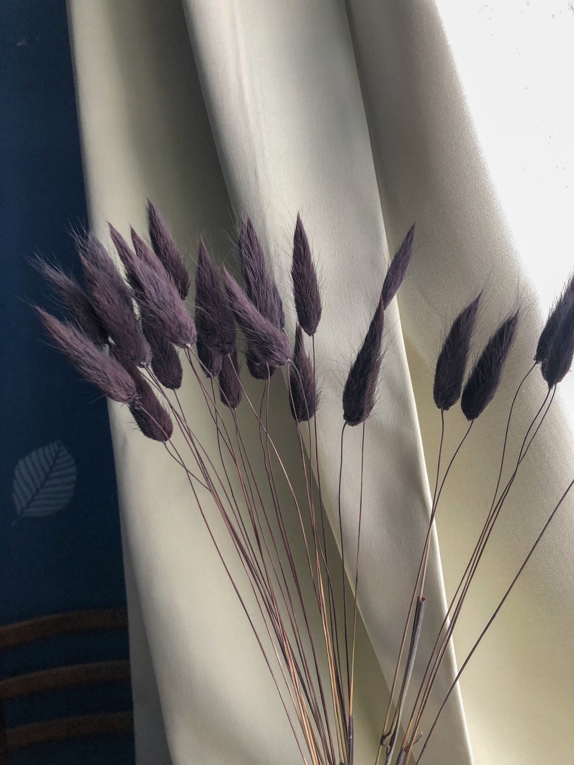 Black Lagurus Grass 25PC Bunny Tail Real Colored Dried Etsy