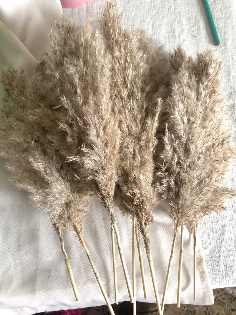 Pampas Grass Short 10PC Real Dried Grass Boho Decor Etsy