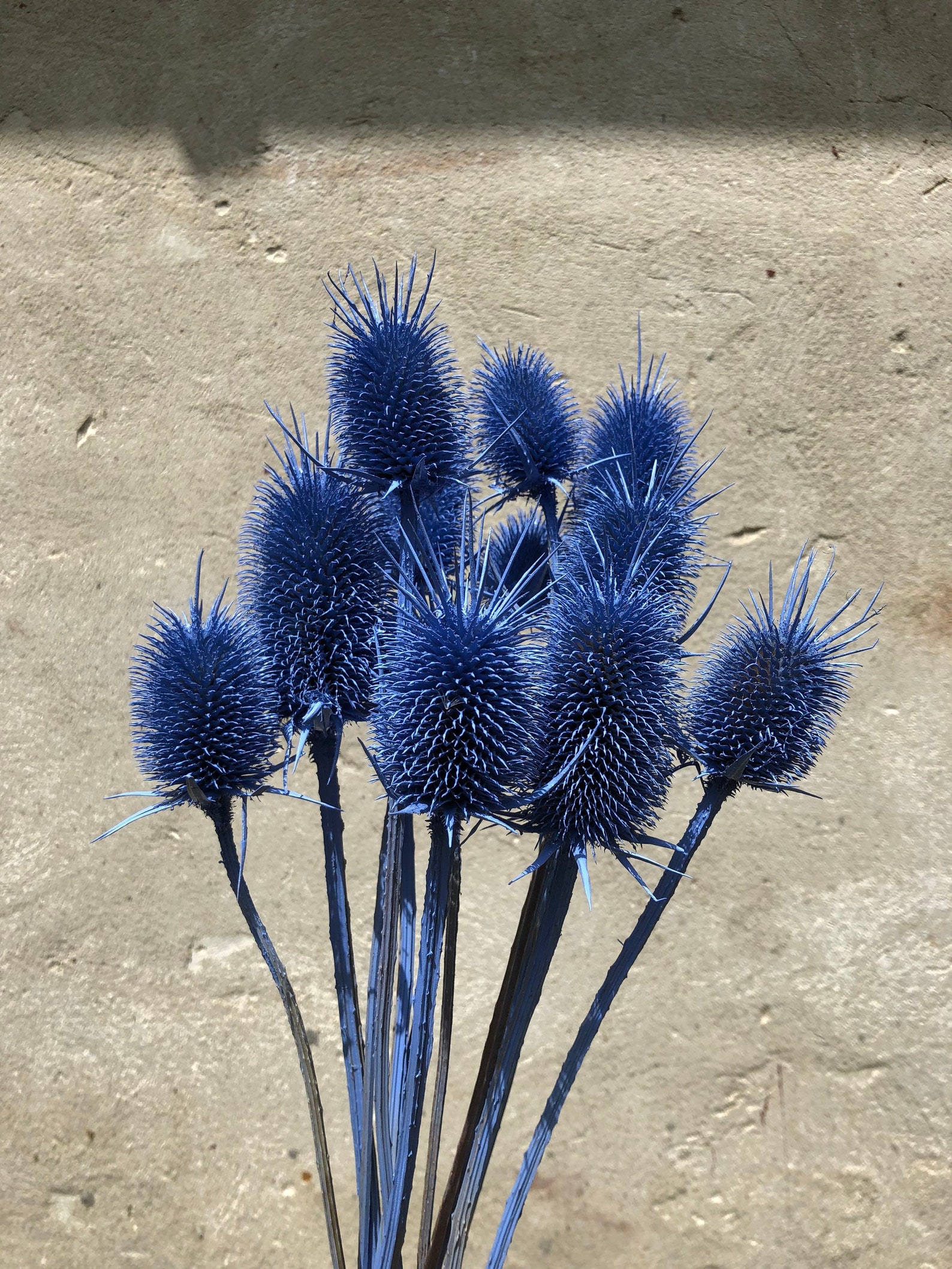 Blue Thistle 11PC Real Dried Thistle Boho Decor for Home - Etsy UK