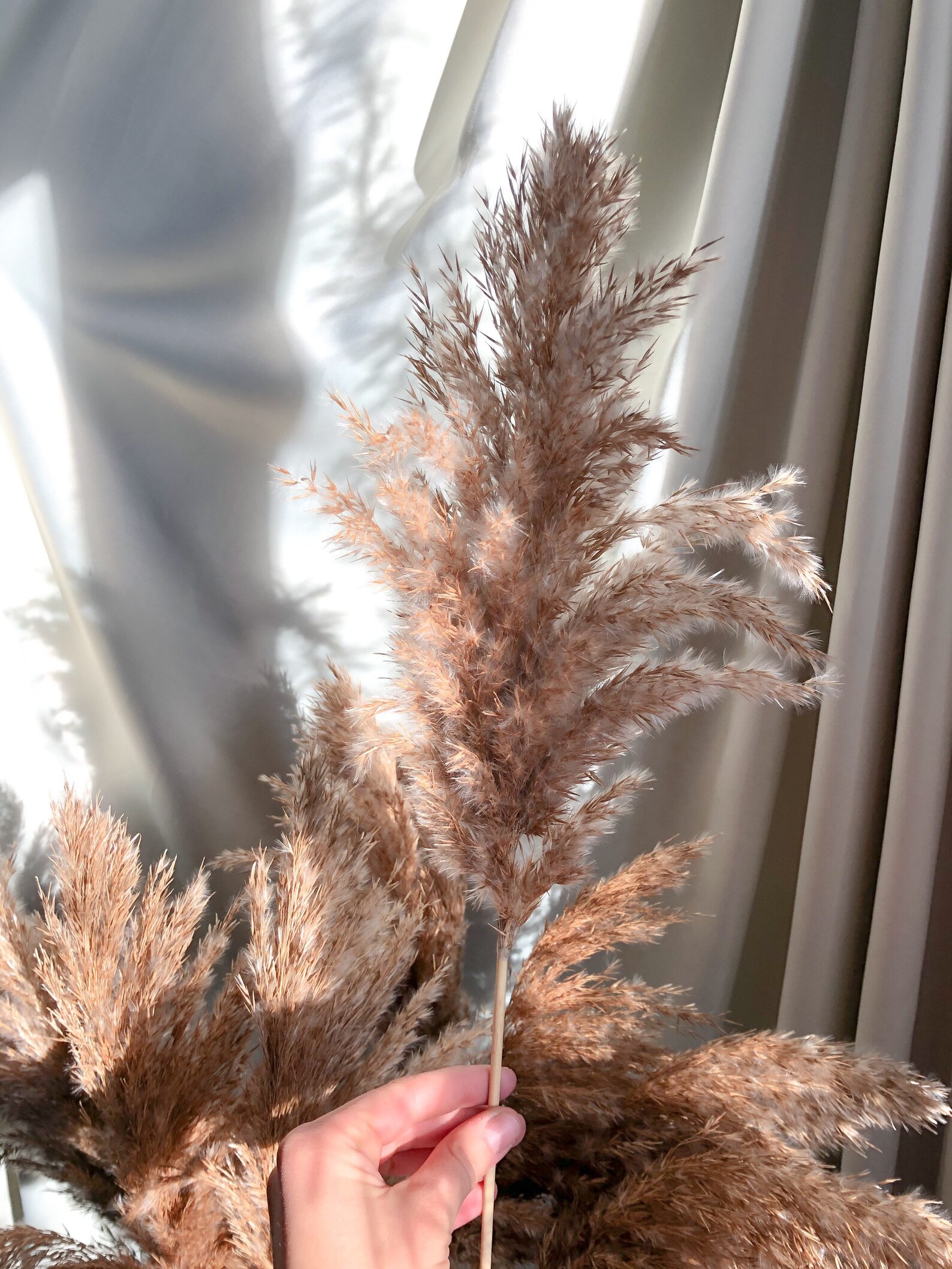 Pampas Gras 5PC 10PC Echtes Gras Boho Dekor Etsy