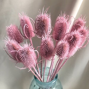 Pink Thistle  | Real Dried  Thistle | Boho Decor for Home