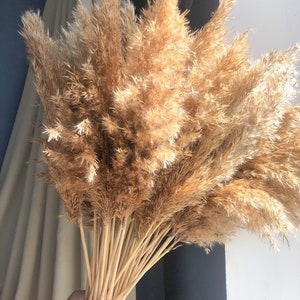 Mini Feather Reeds  Grass 50PC | Decorative Plumes | Real Dried Grass | Boho Decor | Wedding Arch