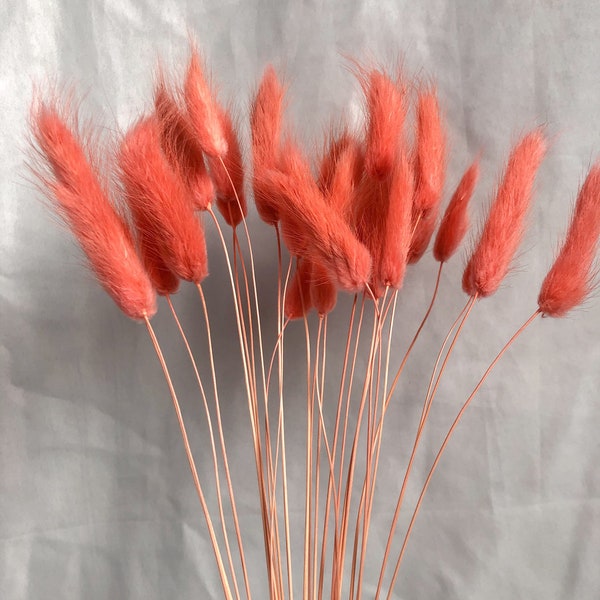 Peach Pink Lagurus Grass 25PC| Bunny Tail | Real Colored Dried Grass | Boho Decor | Wedding Arch