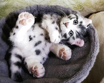 May include: A small, adorable kitten with blue eyes and a white and gray spotted coat lies on its back in a gray cat bed. The kitten's paws are visible, showing pink paw pads. The cat is looking up at the viewer.