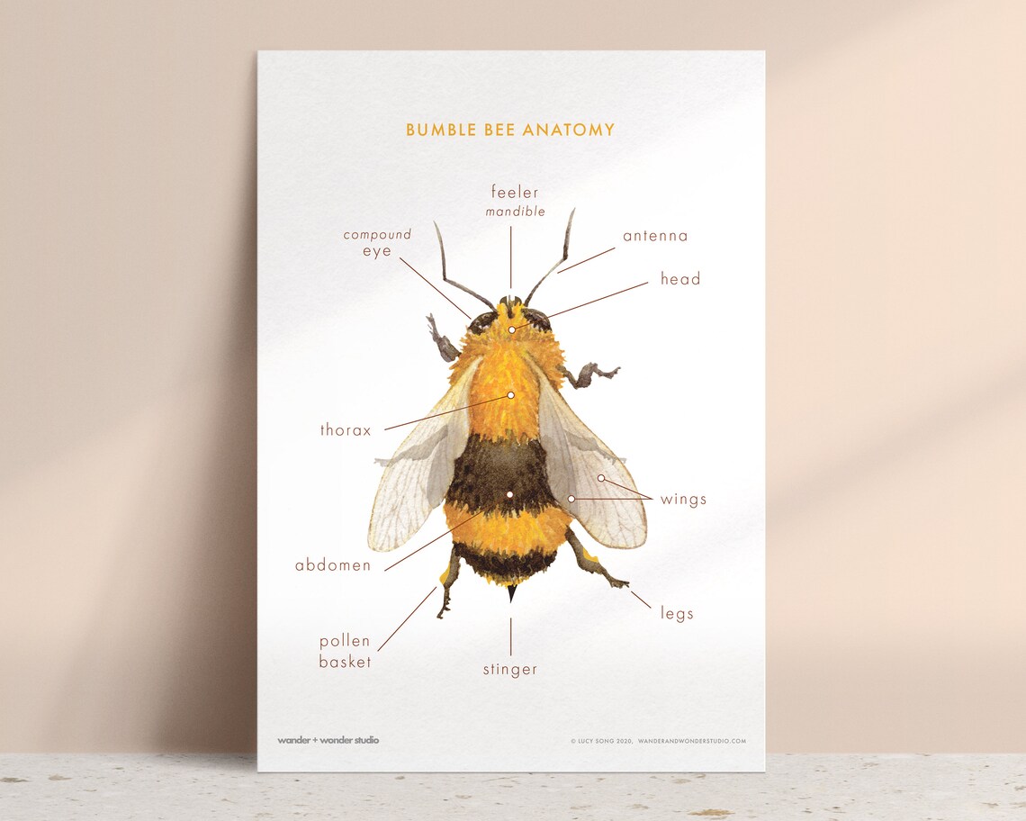 Bumblebee Anatomy Printable Educational Learning Nature Etsy Canada